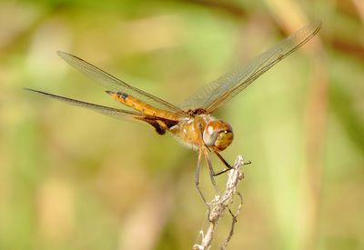 Red Saddlebags