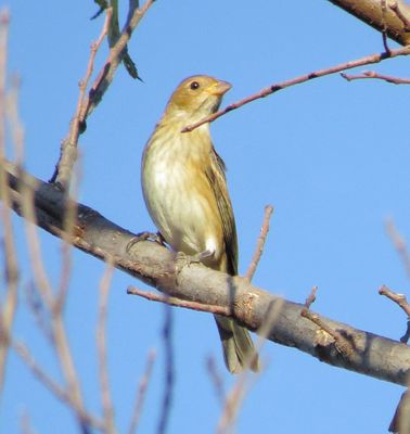 Indigo Bunting