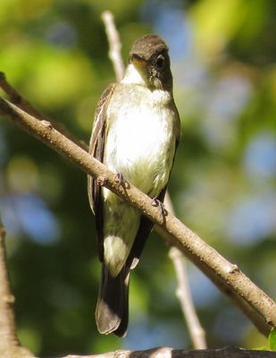 Eastern Wood Pewee
