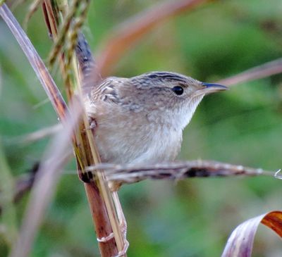 Sedge Wren