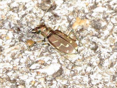 Oblique-Lined Tiger Beetle