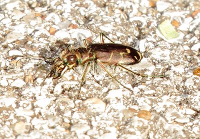 Oblique-Lined Tiger Beetle