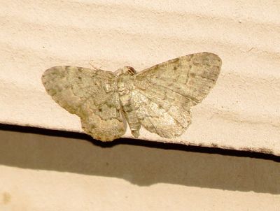 Geometer Moth Species