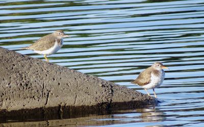 Spotted Sandpiper