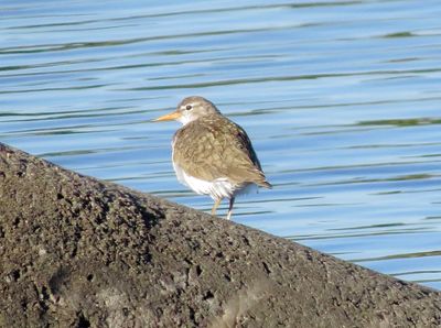 Spotted Sandpiper