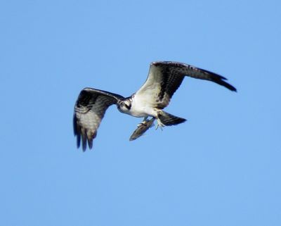 Osprey