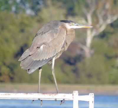 Great Blue Heron