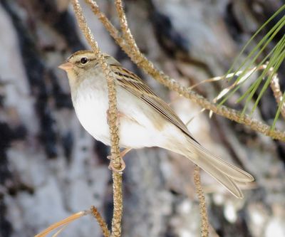 Chipping Sparrow