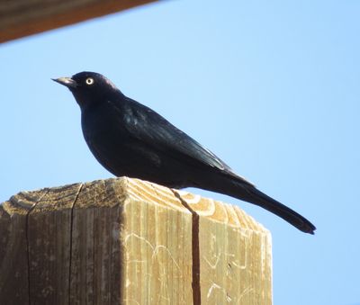 Brewer's Blackbird