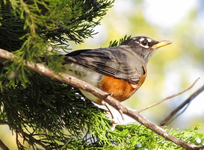American Robin