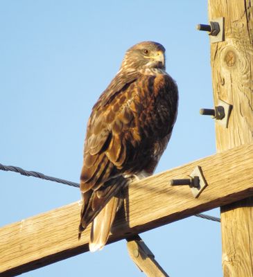 Ferruginous Hawk