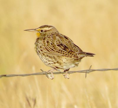 Western Meadowlark