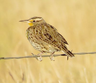 Western Meadowlark