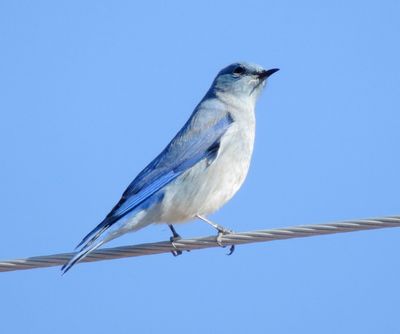 Mountain Bluebird