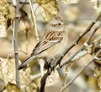 American Tree Sparrow