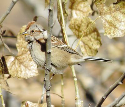 American Tree Sparrow