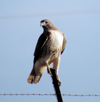 Red-Tailed Hawk