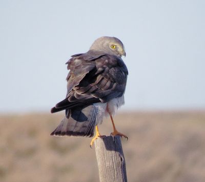 Northern Harrier