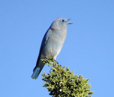 Mountain Bluebird
