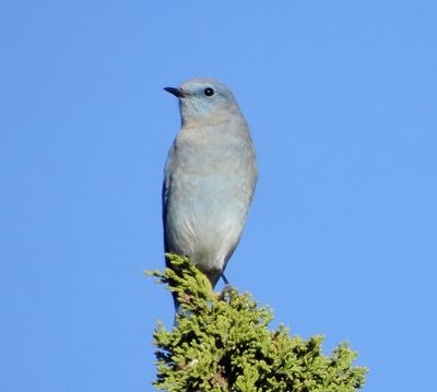 Mountain Bluebird