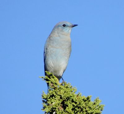Mountain Bluebird
