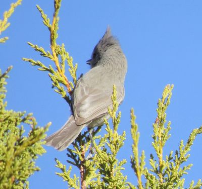 Juniper Titmouse