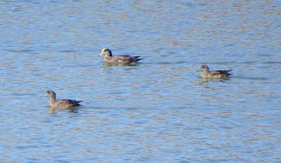 American Wigeon