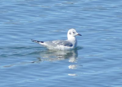 Bonaparte's Gull