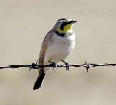 Horned Lark