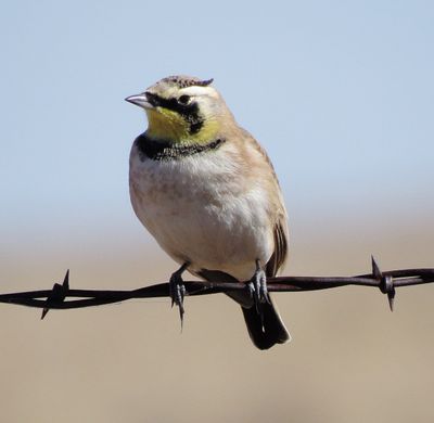 Horned Lark