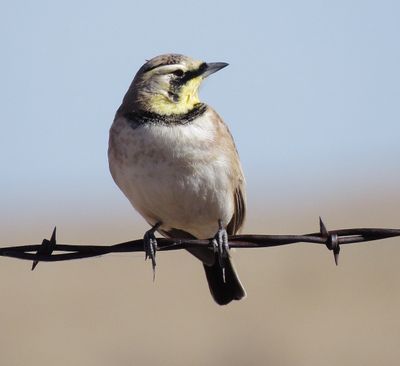 Horned Lark