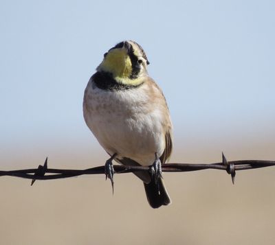 Horned Lark