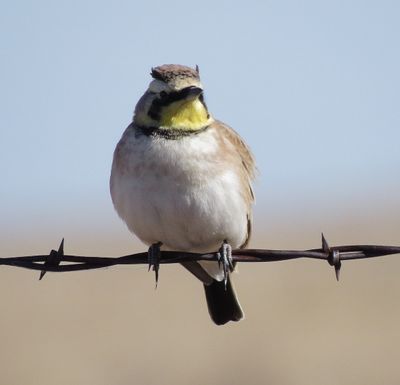 Horned Lark
