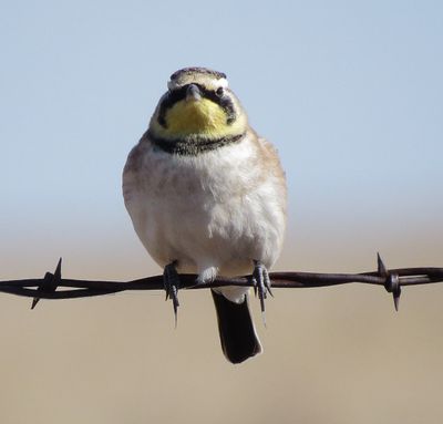 Horned Lark