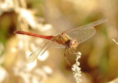 Autumn Meadowhawk