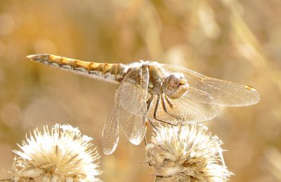 Variegated Meadowhawk