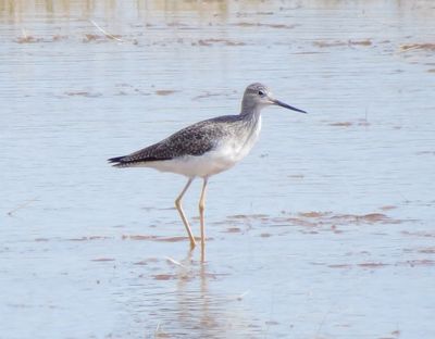 Greater Yellowlegs