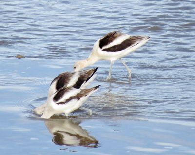 American Avocet