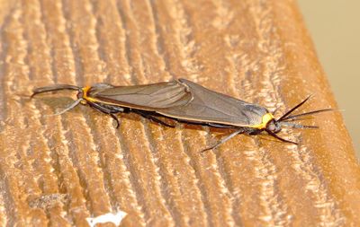 Yellow-Collared Scape Moth