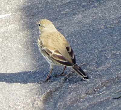 American Pipit
