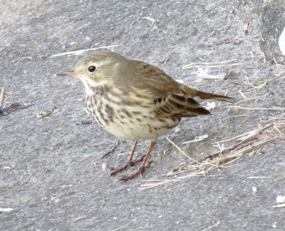 American Pipit