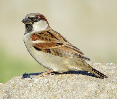 House Sparrow