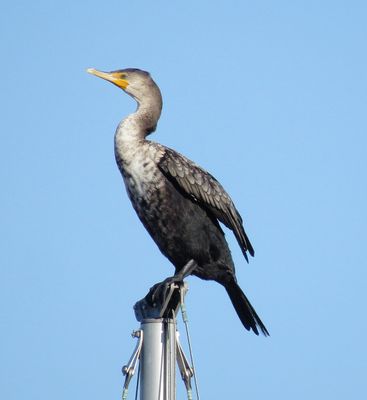 Double-Crested Cormorant