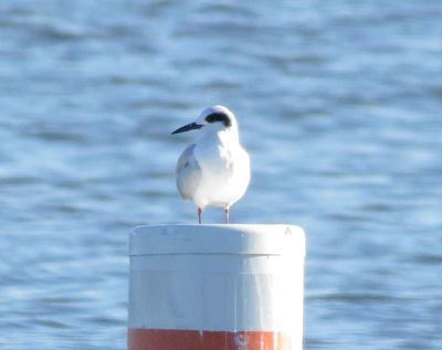 Forster's Tern