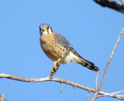 American Kestrel