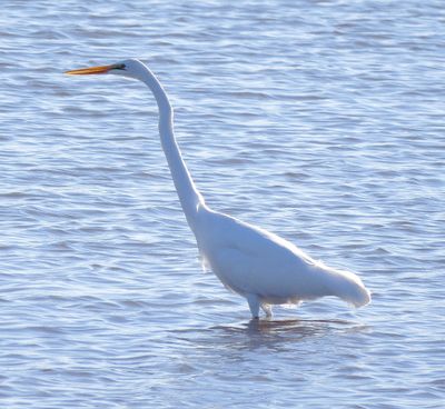 Great Egret