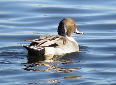 Northern Pintail