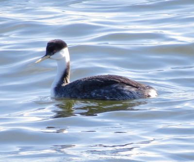 Western Grebe