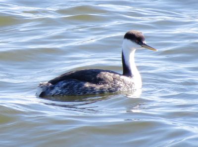 Western Grebe