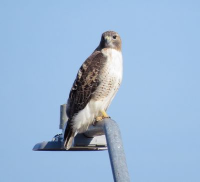 Red-Tailed Hawk